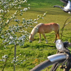 Pferd am Radweg