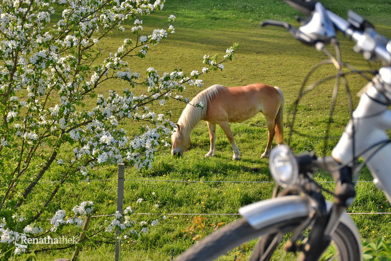 Pferd am Radweg.jpg