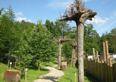 Waldviertler Wurzelwelt und Waldpädagogik